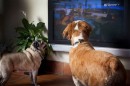 Dogtv Chega A Portugal Canal De Televisão Para Cães