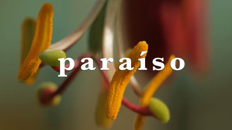 Paraiso Rtp2 &Quot;Paraíso&Quot; Estreia Hoje Na Rtp2