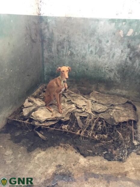 gnr1 GNR divulga fotografias dos cães subnutridos do toureiro João Moura