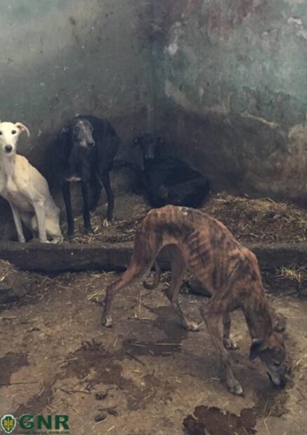 gnr2 GNR divulga fotografias dos cães subnutridos do toureiro João Moura