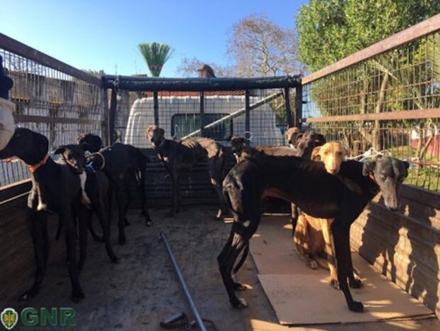 gnr3 GNR divulga fotografias dos cães subnutridos do toureiro João Moura