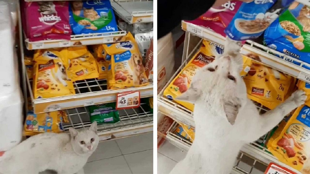 Gato Vídeo: Gato Abandonado E Faminto Guia Mulher Ao Supermercado Até À Zona Das Rações
