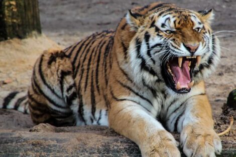 Tigre Tigre Num Jardim Zoológico De Nova Iorque Testa Positivo Ao Novo Coronavírus