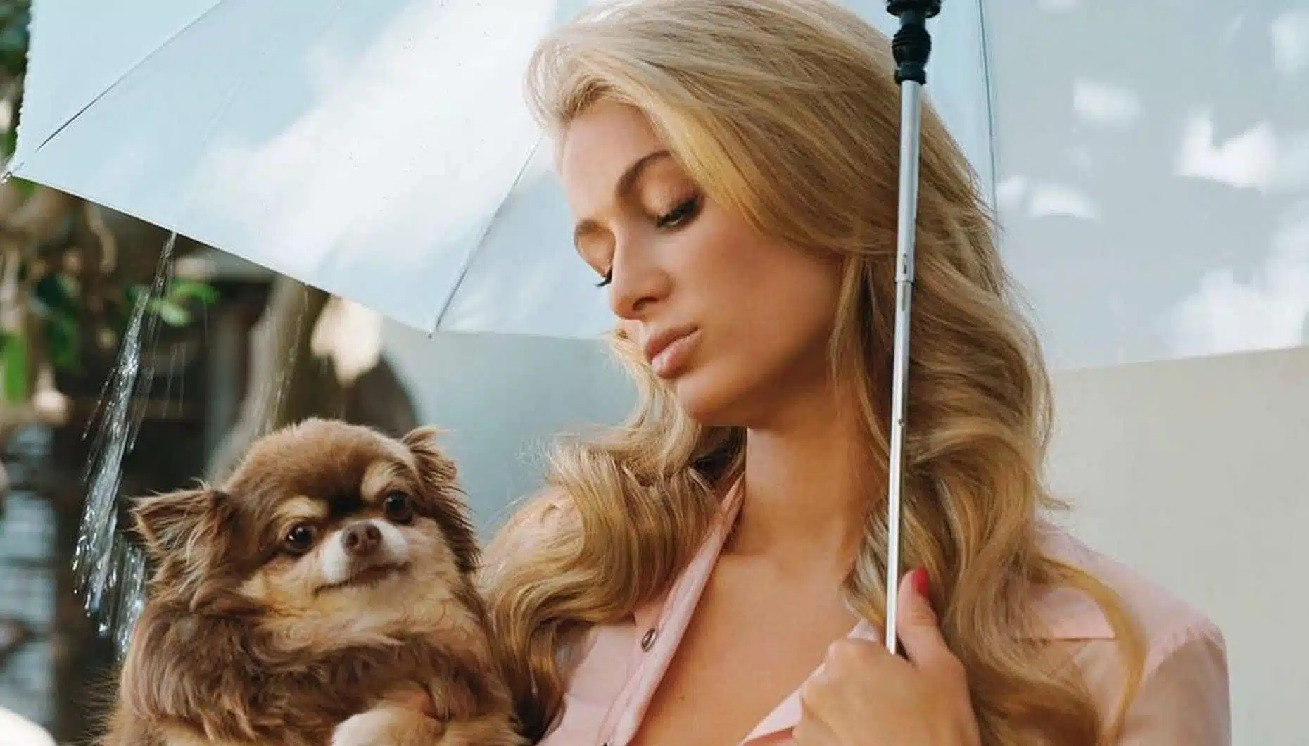 Paris Hilton Chihuahua